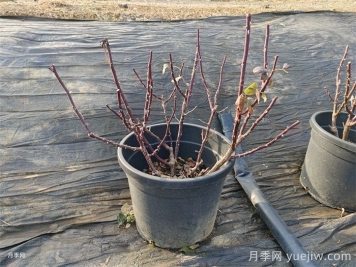 月季冬季修剪的最佳时间和方法 月季冬季修剪的最佳时间和方法