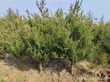 园林植物灌溉技术标准