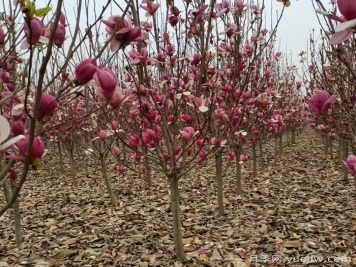 辛夷始花望春来 玉兰之乡看南阳