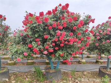 草绳绕树干对移栽月季树和苗木有那些好处？