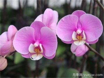 兰花的常见品种有哪些?如何养护? 兰花的常见品种有哪些?如何养护?