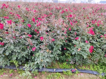 湖南地栽月季花冬天怎么修剪过冬? 湖南地栽月季花冬天怎么修剪过冬?