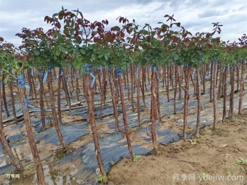 树桩月季培养，首先要选对土壤
