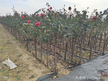 月季冬剪有统一时间吗？各地不同别乱剪