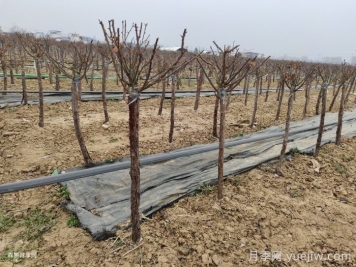 南阳花卉苗木抗雪防冻技术措施