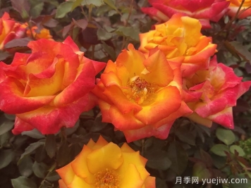 南京适合养月季吗？市花和市树是什么