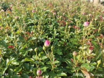 雨过天晴杂草疯长,苗木人该如何除草? 雨过天晴杂草疯长,苗木人该如何除草?