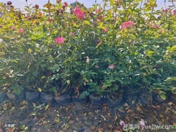 刚栽的月季能不能晒太阳？