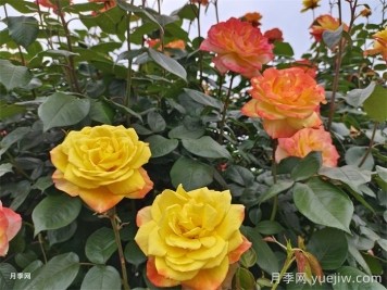 月季和蔷薇栽培修剪方法