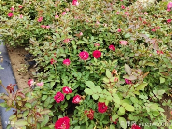 如何判断月季需要施肥？