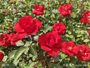 河南三门峡园林绿化适合种植月季花吗？
