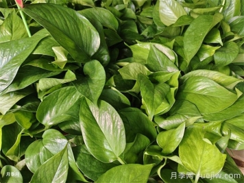 50种常见花卉养护方法 50种常见花卉养护方法