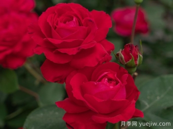 红石榴月季
