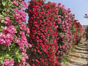 藤本月季如何优选适合自己的品种?  藤本月季如何优选适合自己的品种?