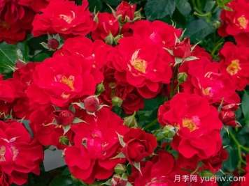 南湖薪火月季