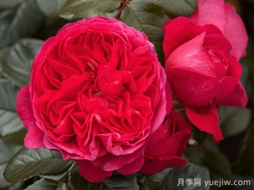 深爱月季