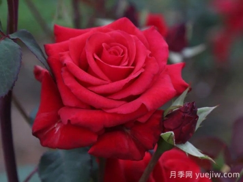 红衣主教月季