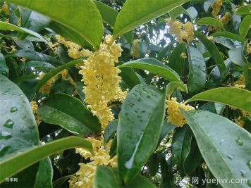 70首诗词中的桂花,香满整个秋天 70首诗词中的桂花,香满整个秋天