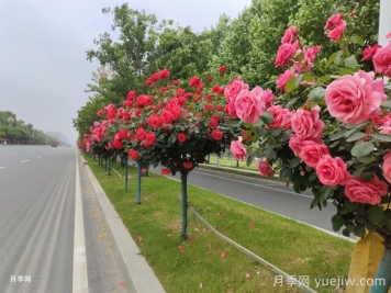 势如破竹的彩色树种 势如破竹的彩色树种