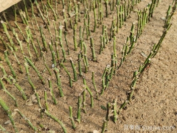 秋天花木扦插的注意事项 秋天花木扦插的注意事项