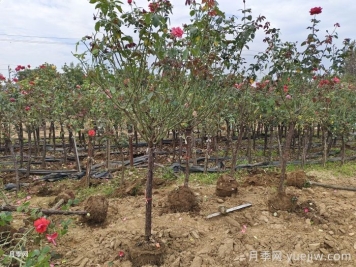 10月,月季为啥掉叶子? 10月,月季为啥掉叶子?