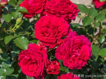 朱殷月季