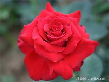 18种具有美容功能的植物