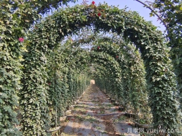 北方藤本月季,秋剪还是冬剪?弄对时间来年爆花 北方藤本月季,秋剪还是冬剪?弄对时间来年爆花