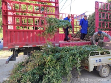 秋冬季月季苗木栽植技巧 秋冬季月季苗木栽植技巧
