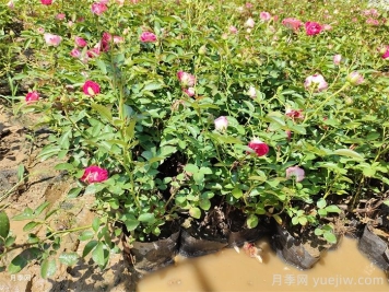 花卉苗木养护管理主要有几方面? 花卉苗木养护管理主要有几方面?