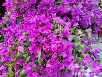 三角梅不催花也能开爆花的方法 三角梅不催花也能开爆花的方法