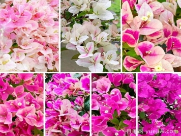 三角梅哪些品种枝头开花?哪些品种满枝开花? 三角梅哪些品种枝头开花?哪些品种满枝开花?