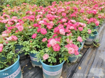 月季秋剪,错剪枝条,今年难见秋花 月季秋剪,错剪枝条,今年难见秋花