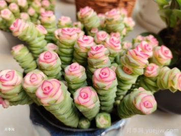 十月多肉养护，如何养出绝美状态