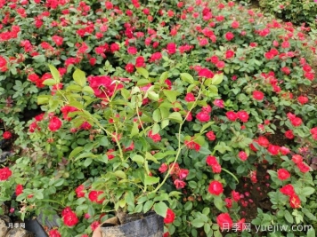 丰花月季病虫害防治方法 丰花月季病虫害防治方法