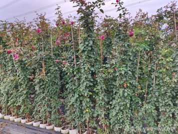 藤本月季的扦插与繁殖技术 藤本月季的扦插与繁殖技术