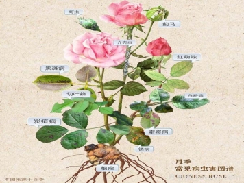 月季花的病虫害防治方法 月季花的病虫害防治方法