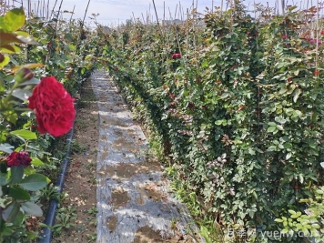 藤本月季花苗土壤栽培的要求与苗期管理 藤本月季花苗土壤栽培的要求与苗期管理