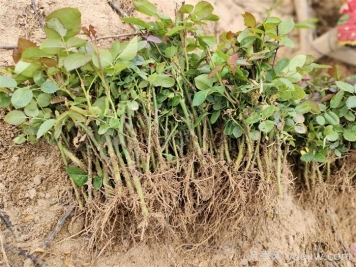 月季花扦插种植就是简单,明年满盆开花就靠它了 月季花扦插种植就是简单,明年满盆开花就靠它了