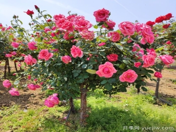 喜欢树状月季,普通月季也能养成棒棒糖 喜欢树状月季,普通月季也能养成棒棒糖