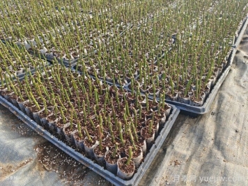 月季冬季无根嫁接扦插育苗技术 月季冬季无根嫁接扦插育苗技术