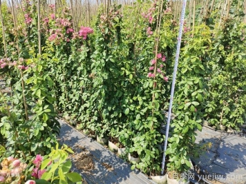 切花月季白粉病防治措施 切花月季白粉病防治措施