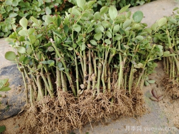 盆栽月季的栽培技术及其病虫害防治 盆栽月季的栽培技术及其病虫害防治