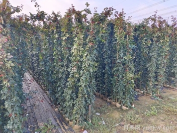 藤本月季苗的养殖注意事项 藤本月季苗的养殖注意事项