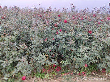 月季花冬天怎么施肥？水溶肥管用吗？