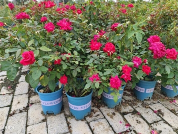 阳台花园打造的6大技巧 阳台花园打造的6大技巧