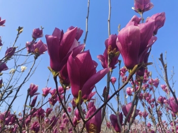 南召云阳镇:打造辛夷之乡和玉兰之乡 南召云阳镇:打造辛夷之乡和玉兰之乡