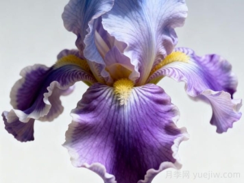 鸢尾花有哪几种？如何种好鸢尾花？