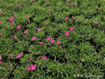 20种花境植物，提高花园逼格