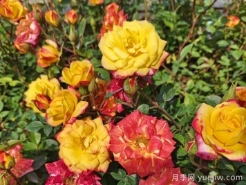 月季养不活!你没有想到的真相 月季养不活!你没有想到的真相